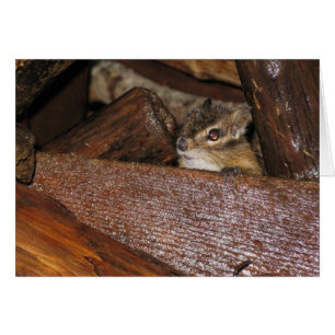 Curious Chipmunk Wenskaart