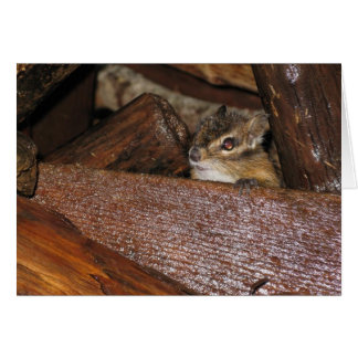 Curious Chipmunk Wenskaart