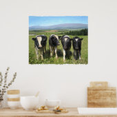 Curious cows poster (Keuken)