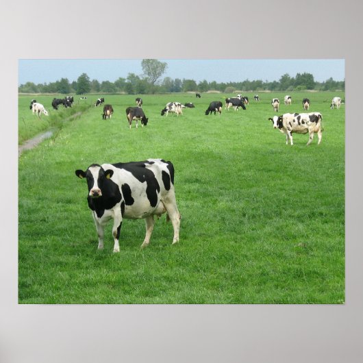 Curious Dutch Dairy Cows Poster Print Gifts (Voorkant)
