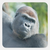Curious Gorilla Standing Tall Vierkante Sticker (Voorkant)