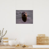 Curious Havenrobbe Natuurfotoposter Poster (Keuken)