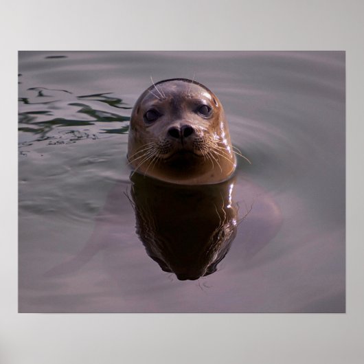 Curious Havenrobbe Natuurfotoposter Poster (Voorkant)