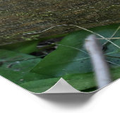 Curious Kitten op het hek poseren Poster (Hoek)