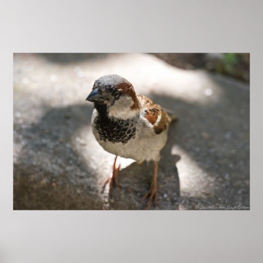 "Curious Little Man" Mannelijke House Sparrow Post Poster (Voorkant)
