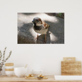"Curious Little Man" Mannelijke House Sparrow Post Poster (Keuken)