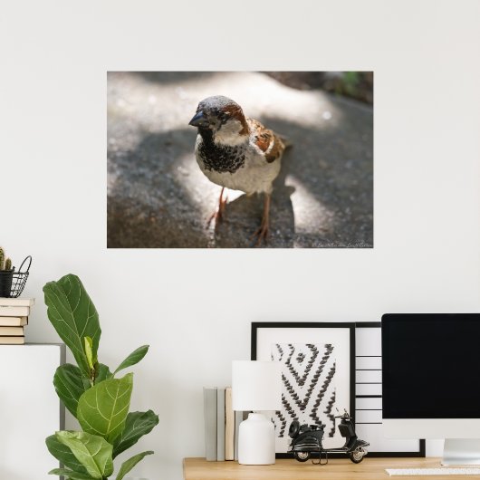 "Curious Little Man" Mannelijke House Sparrow Post Poster (Thuiskantoor)