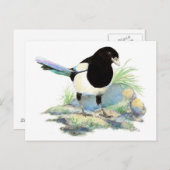 Curious Magpie Briefkaart (Voorkant / Achterkant)