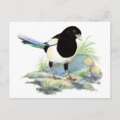 Curious Magpie Briefkaart (Voorkant)