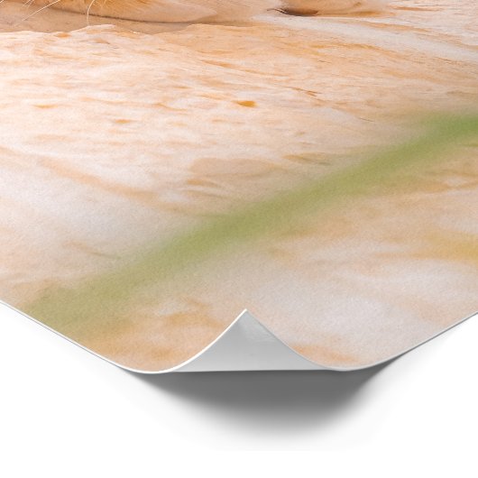 Curious Maltese Morning Poster (Hoek)