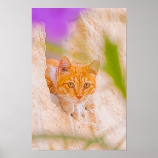 Curious Maltese Morning Poster (Voorkant)