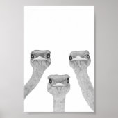 Curious Ostriches Poster (Voorkant)