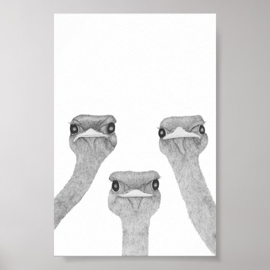 Curious Ostriches Poster (Voorkant)