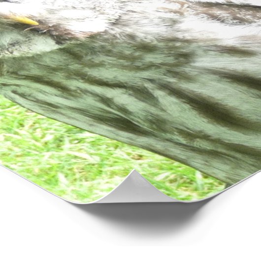 Curious Owl Poster (Hoek)