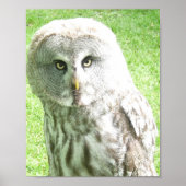 Curious Owl Poster (Voorkant)