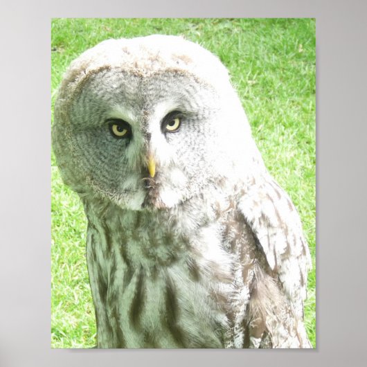 Curious Owl Poster (Voorkant)