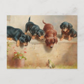 Curious Teckel Puppies | Carl Reichert Briefkaart (Voorkant)