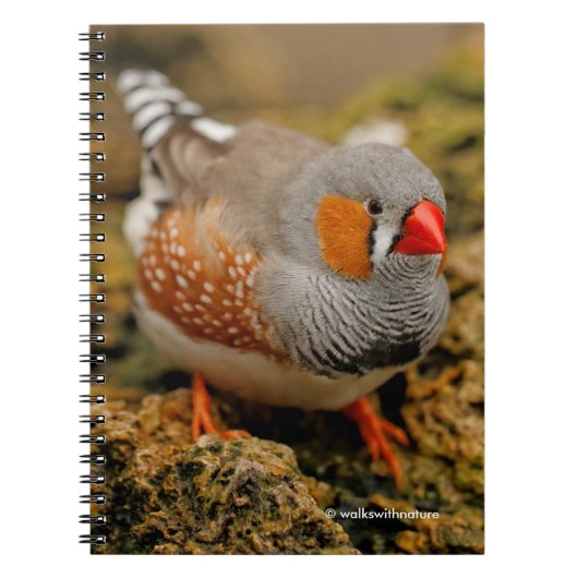 Curious Zebra Finch On The Rocks beroemd gemaakt d Notitieboek (Voorkant)