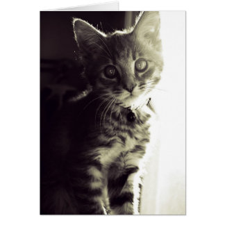 Curiouser, Curiouser in zwart-wit