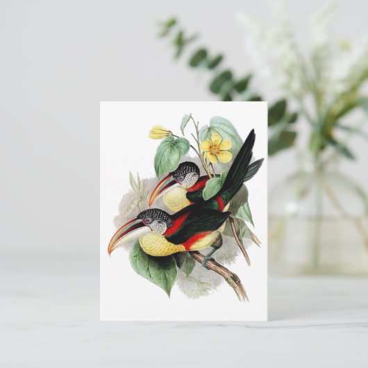 Curl-crested Aracari Briefkaart (Staand voorkant)