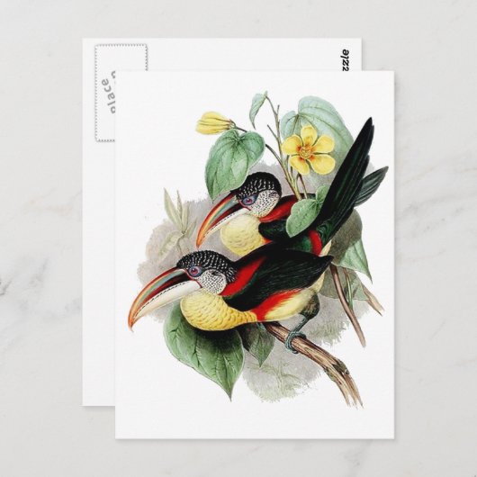 Curl-crested Aracari Briefkaart (Voorkant / Achterkant)