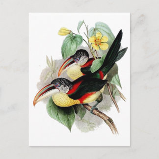 Curl-crested Aracari Briefkaart