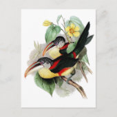 Curl-crested Aracari Briefkaart (Voorkant)