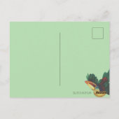 Curl Crested Aracari Toucan Briefkaart (Achterkant)