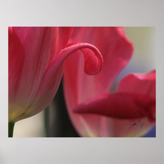 Curl Poster (Voorkant)