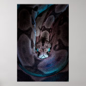 CURled BOA CONSTRICTOR Poster (Voorkant)