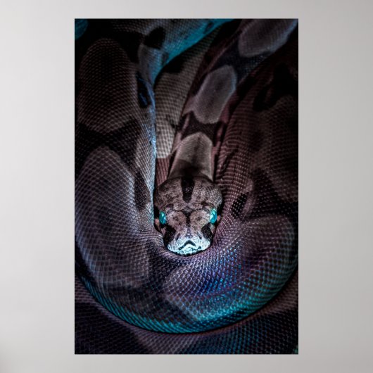 CURled BOA CONSTRICTOR Poster (Voorkant)