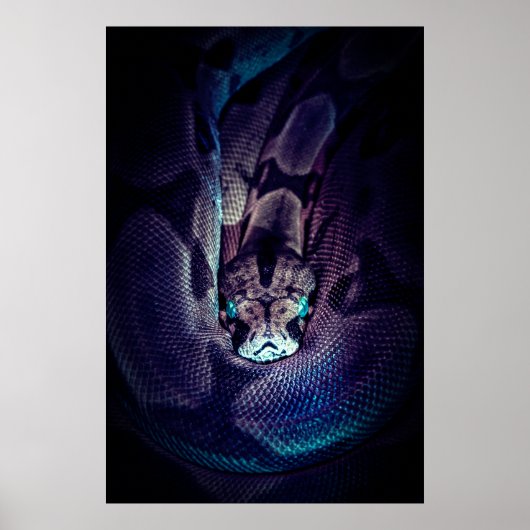 CURled BOA CONSTRICTOR Poster (Voorkant)