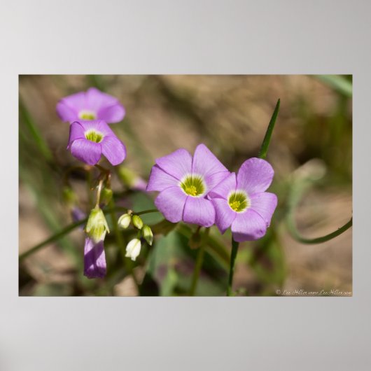 Curling Petals Pink Oxalis Poster (Voorkant)