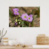 Curling Petals Pink Oxalis Poster (Keuken)