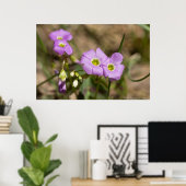 Curling Petals Pink Oxalis Poster (Thuiskantoor)