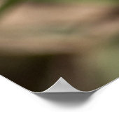 Curling Petals Pink Oxalis Poster (Hoek)