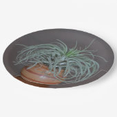 Curly Air Plant Papieren Bordje (Gekanteld)
