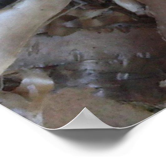 Curly Birch Bark Tree Rustic Poster (Hoek)