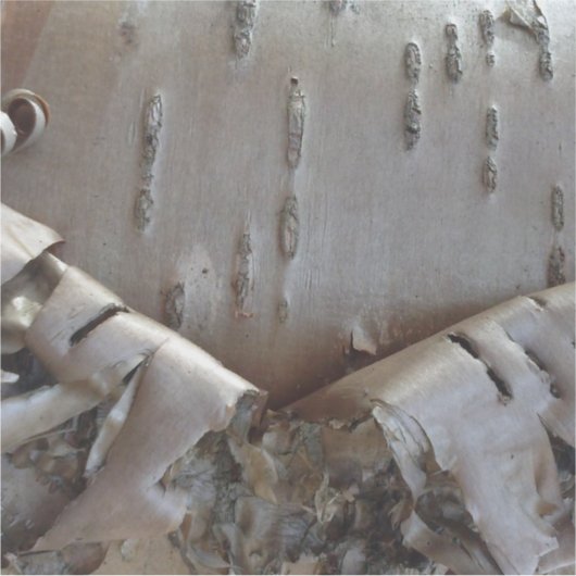 Curly Birch Bark Tree Rustic Sticker (Voorkant)