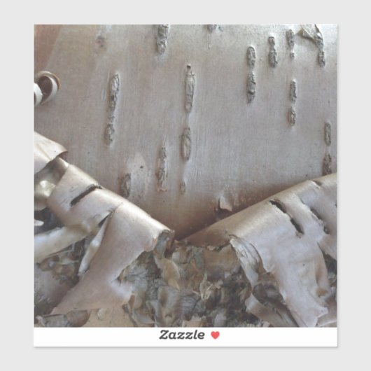 Curly Birch Bark Tree Rustic Sticker (Vel)