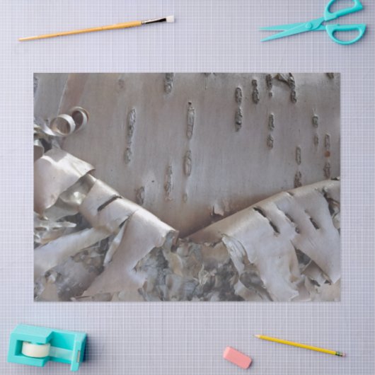 Curly Birch Bark Tree Rustic Tissuepapier (Craft)