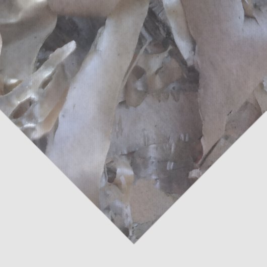 Curly Birch Bark Tree Rustic Tissuepapier (Detail)