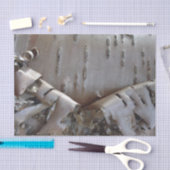 Curly Birch Bark Tree Rustic Tissuepapier (Craft)