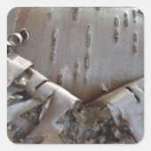 Curly Birch Bark Tree Rustic Vierkante Sticker (Voorkant)