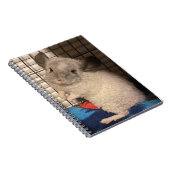 Curly Chinchilla spiral Notitieboek (Rechterzijde)