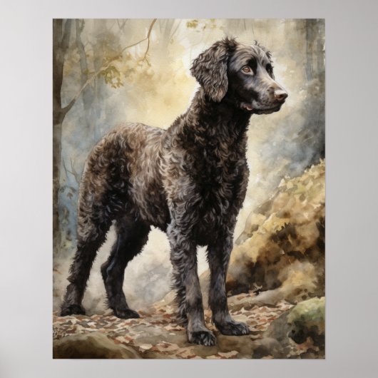 Curly Coated Retriever Dog Art Print Poster (Voorkant)
