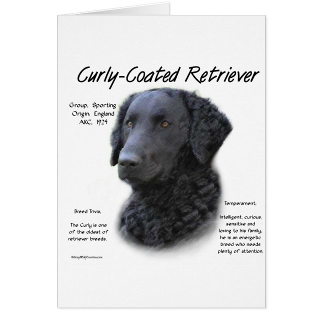 Curly-Coated Retriever Geschiedenis Ontwerp (Voorkant)