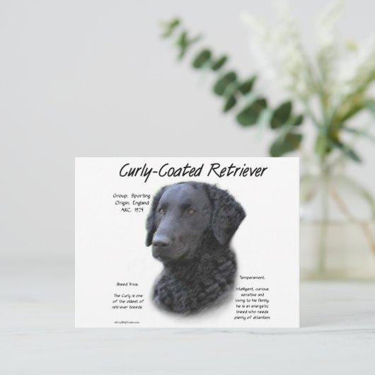 Curly-Coated Retriever Geschiedenis Ontwerp Briefkaart (Staand voorkant)