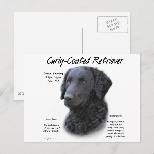 Curly-Coated Retriever Geschiedenis Ontwerp Briefkaart (Voorkant / Achterkant)