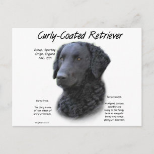 Curly-Coated Retriever Geschiedenis Ontwerp Briefkaart